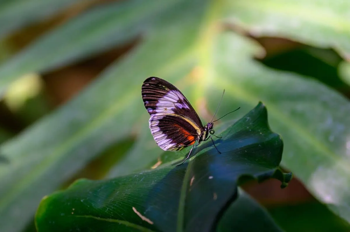 地球温暖化でチョウの80%が生息域を拡大、27%は縮小…「熱帯の空白」がヤバい