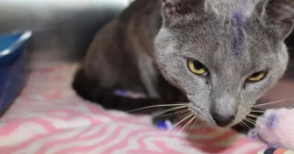 野良猫の足が紫色だったらすぐ保護して。動物シェルターが警告する「恐ろしいサイン」