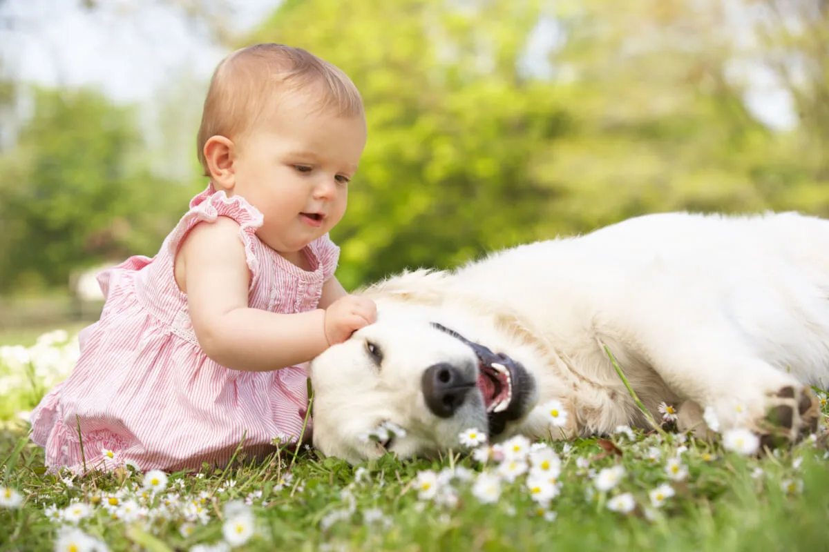 犬を飼う家庭の赤ちゃんは風邪を引きにくい？ その理由が床のホコリに