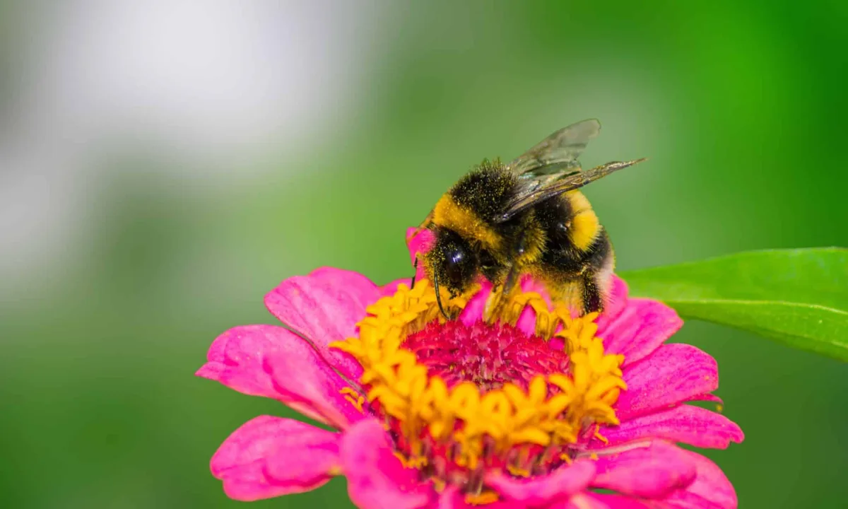 ハチ毒がパーキンソン病薬の効果を高める？マウス実験で驚きの結果