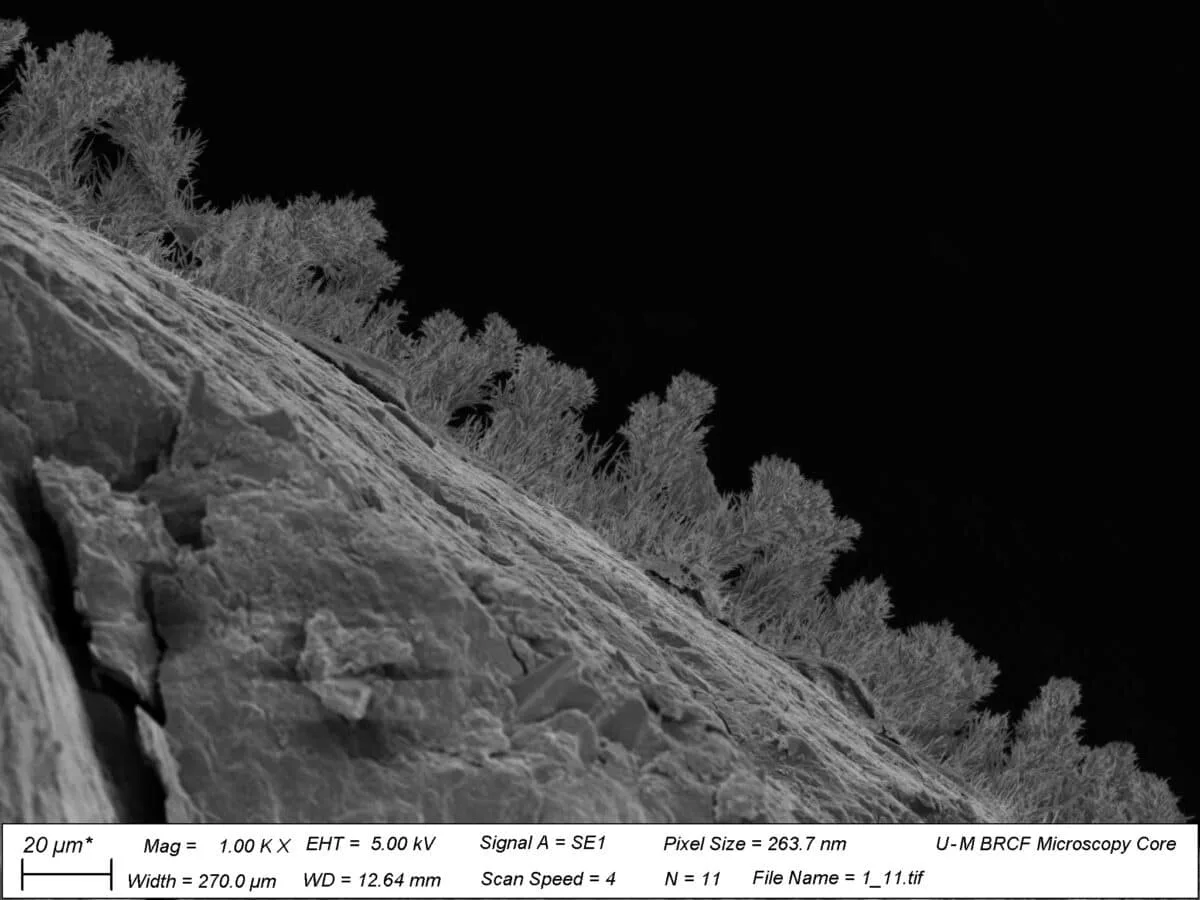 地下650mの岩石でキノコが大繁殖、689種も発見