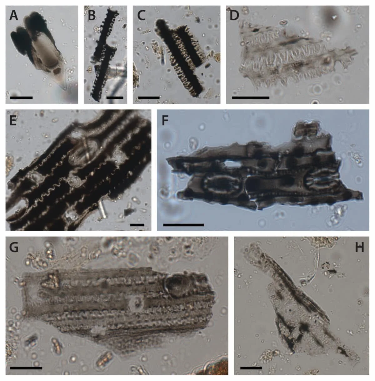 2万5000年前から続く儀式？オーストラリアの洞窟で見つかった焼けた草の痕跡