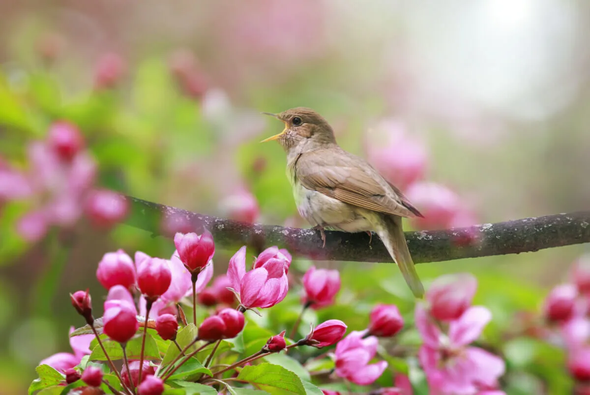 たった10分でストレス激減？「森×鳥のさえずり」が最強だった研究結果