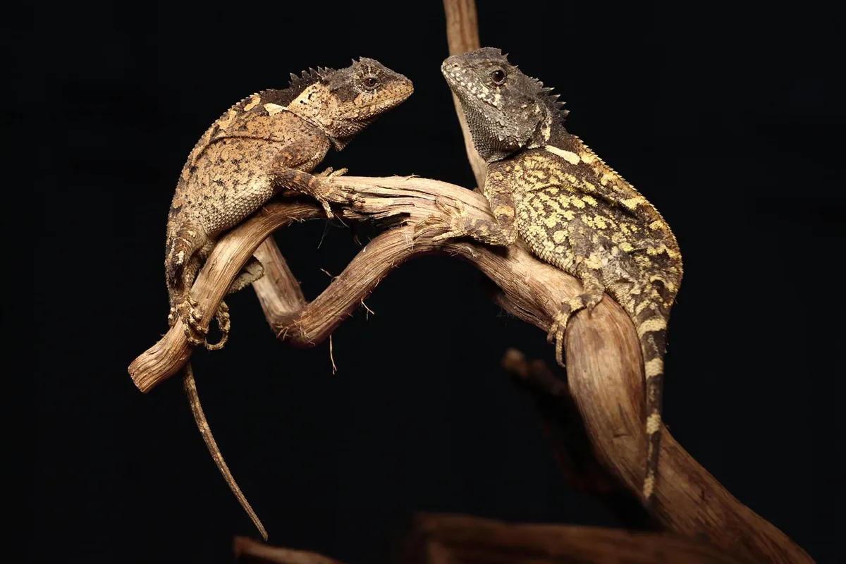 タイの山中で新種トカゲ発見、名前は『ハウス・オブ・ザ・ドラゴン』のドラゴンから