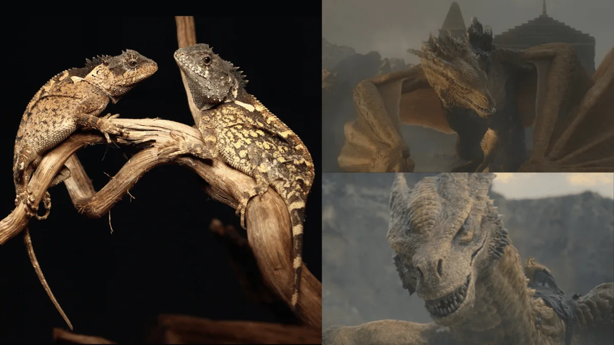 タイの山中で新種トカゲ発見、名前は『ハウス・オブ・ザ・ドラゴン』のドラゴンから