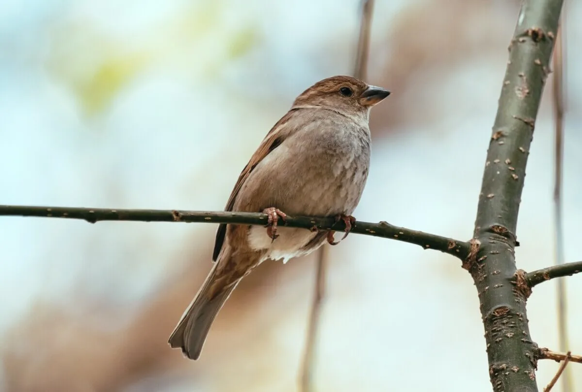 メス鳥はオスより寿命が18.5%短い、56万羽調査で判明した衝撃の事実