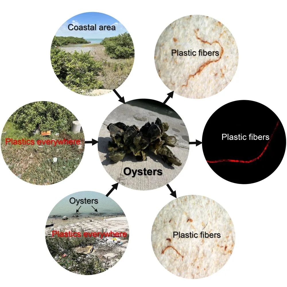テキサス湾の牡蠣、ほぼ100%にマイクロプラスチック。体内で何が起きてる？